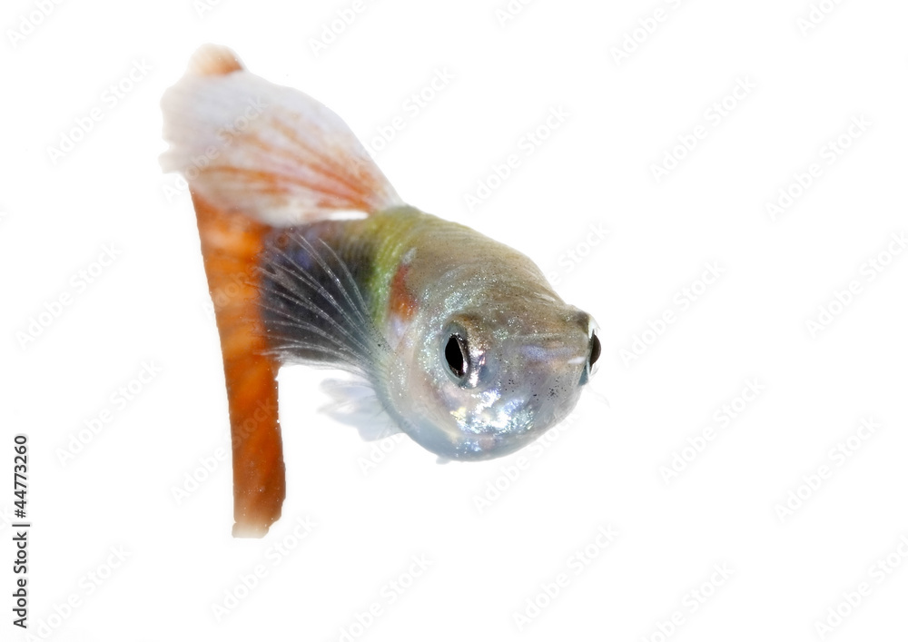 Fototapeta premium guppy