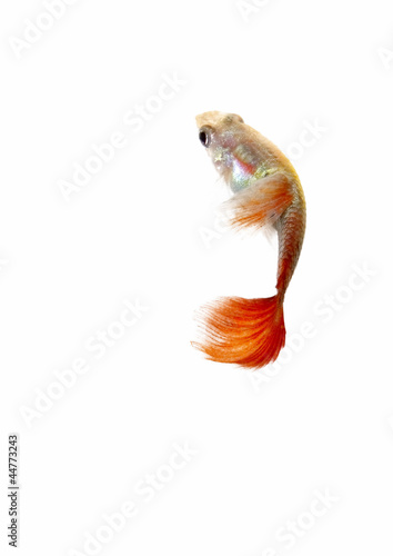 guppy