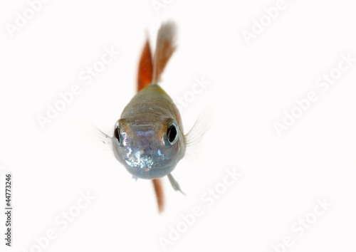 guppy