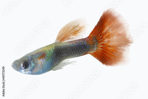 guppy