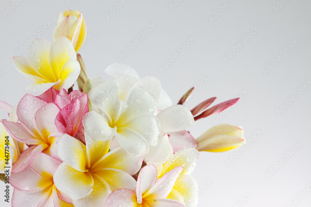 Fototapeta premium butterfly on flowers