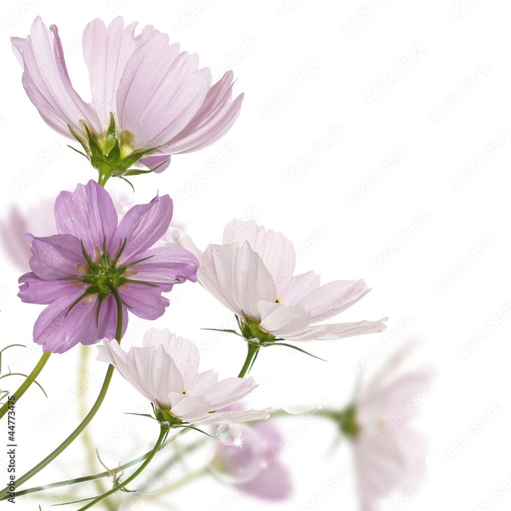 Decorative garden flowers Decorative garden flowers