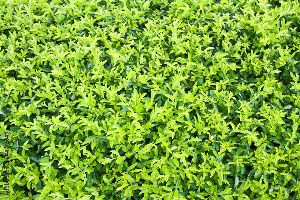 Golden Dewdrop or Duranta erecta L. Background Golden Dewdrop or Duranta erecta L. Background