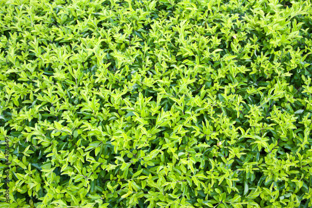 Golden Dewdrop or Duranta erecta L. Background 