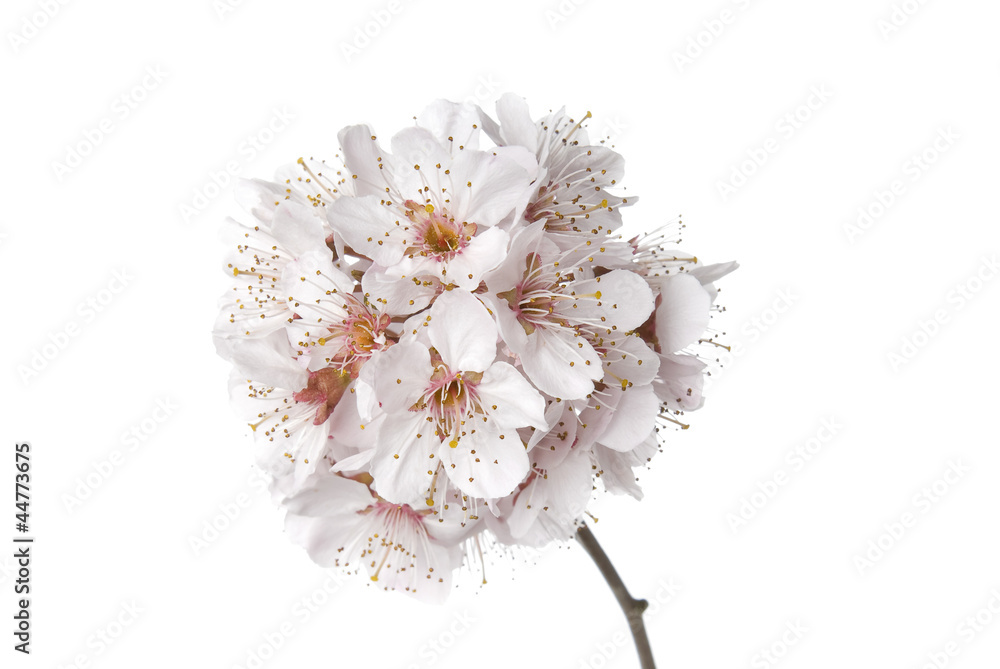 Fototapeta premium Prunus or white cherry plum in blossom on white background