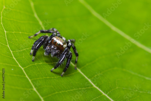 Jumper Spider on green leaf