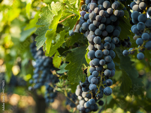 Vineyard