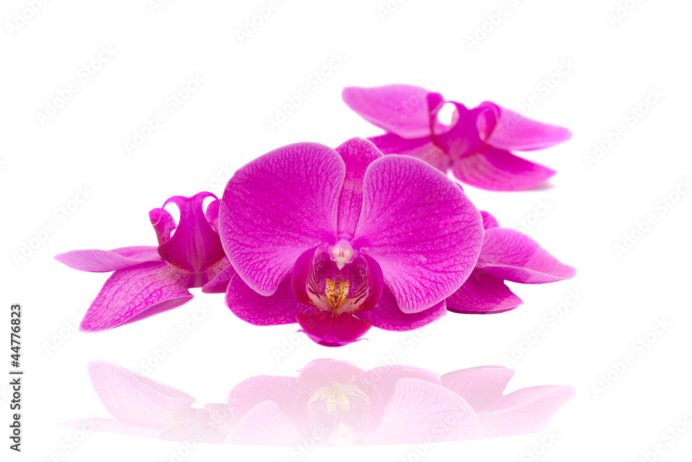 Fototapeta premium flowers of orchid
