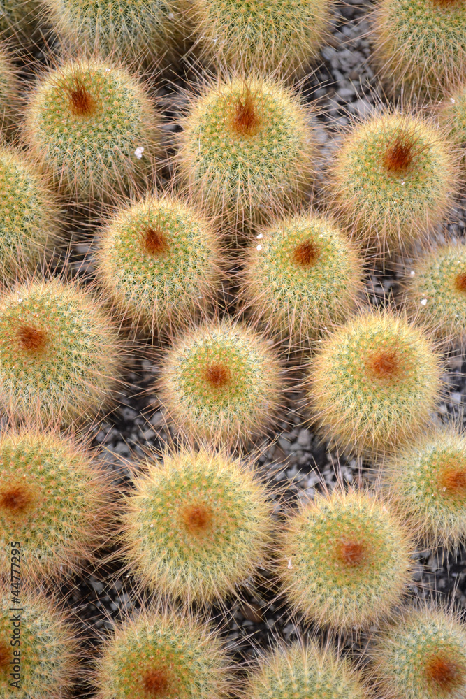 Cactuses flowers botanical garden prickle nature Cactuses flowers botanical garden prickle nature