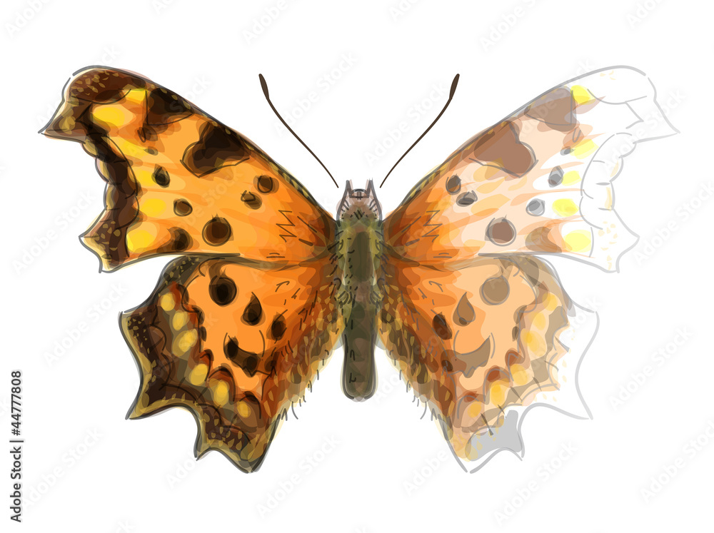 Fototapeta premium Butterfly Polygonia c-album. Unfinished Watercolor drawing imita