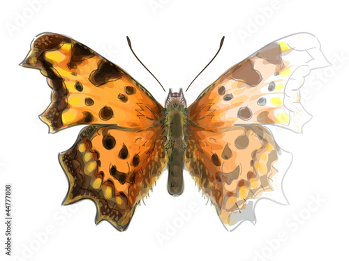 Butterfly Polygonia c-album. Unfinished Watercolor drawing imita