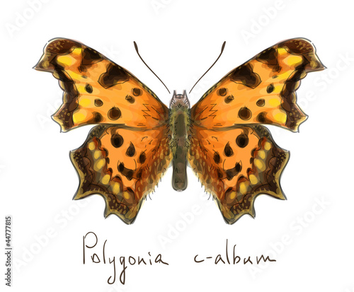 Butterfly Polygonia c-album. Watercolor imitation.