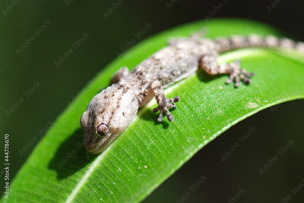 SALAMANQUESA CAZANDO. TARENTOLA MAURITANICA SALAMANQUESA CAZANDO. TARENTOLA MAURITANICA