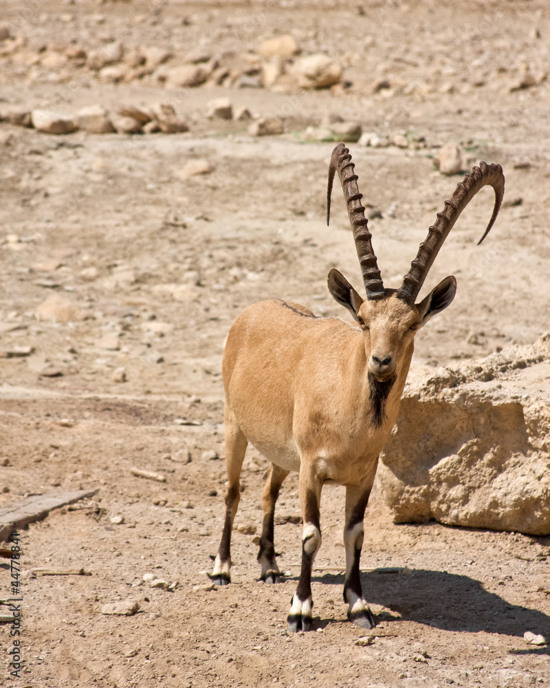 Obraz premium Male Ibex