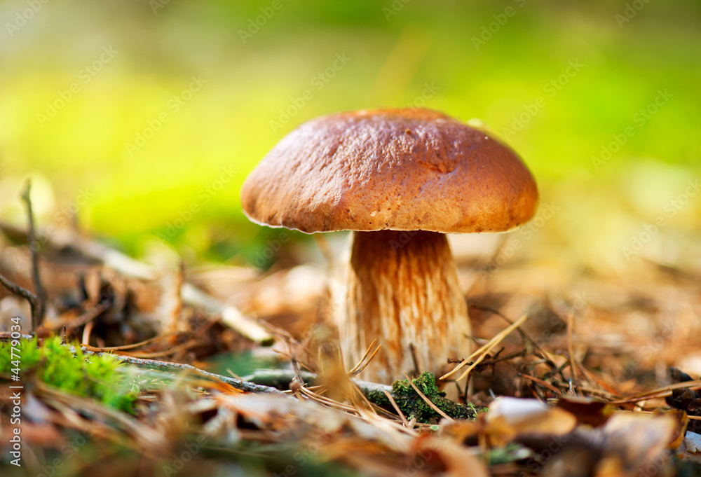 Cep Mushroom Growing in Autumn Forest. Boletus Cep Mushroom Growing in Autumn Forest. Boletus