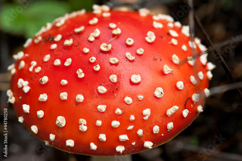 inedible mushroom
