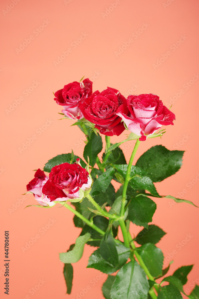 Beautiful vinous roses on red background close-up Beautiful vinous roses on red background close-up