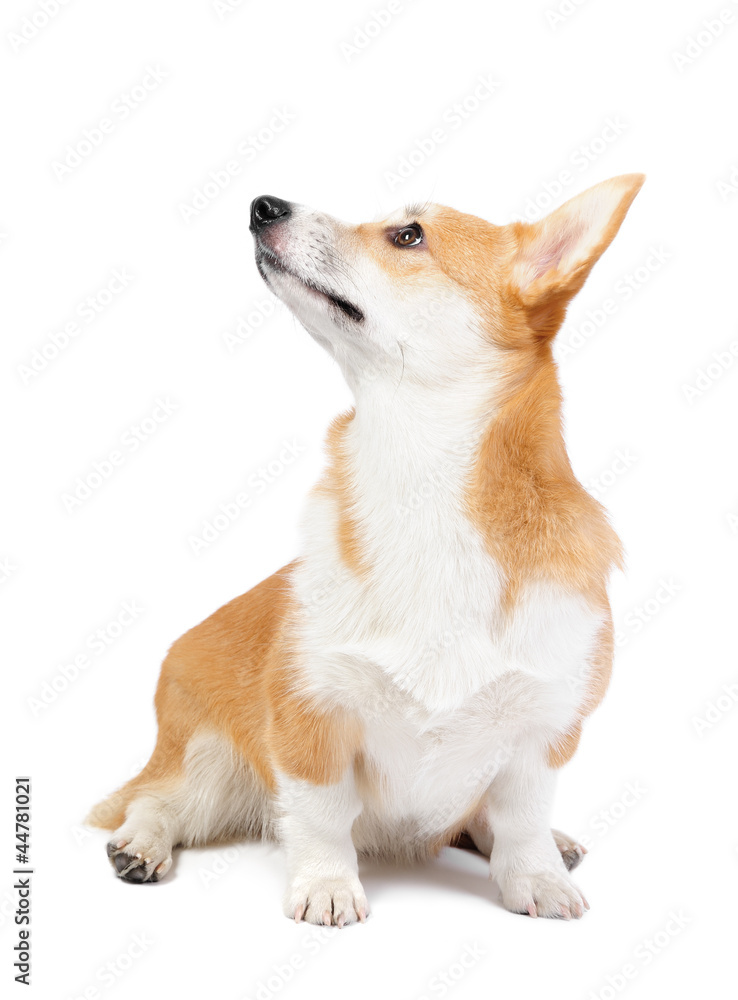 Corgi dog in studio Corgi dog in studio