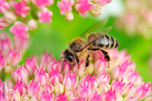 Bee Pollinating Pink Sedum Flowers © Vidady
