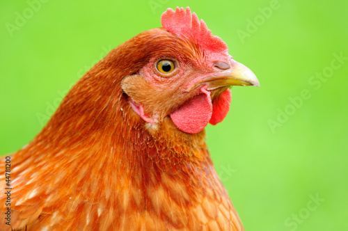 Red Chicken