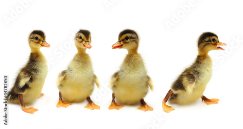 Ducklings - creative group photo