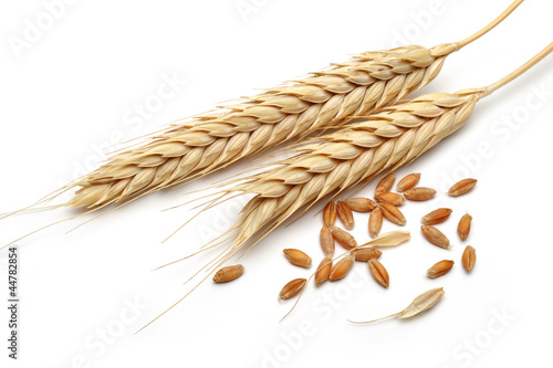 wheat ears with wheat grains isolated on white background photo