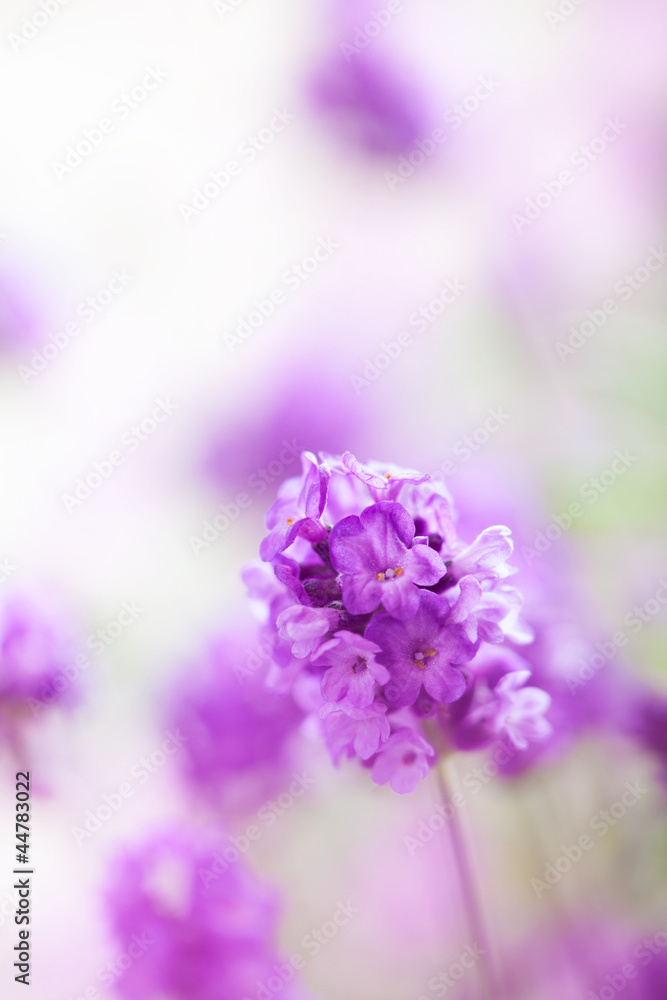 Fototapeta premium lavender flowers