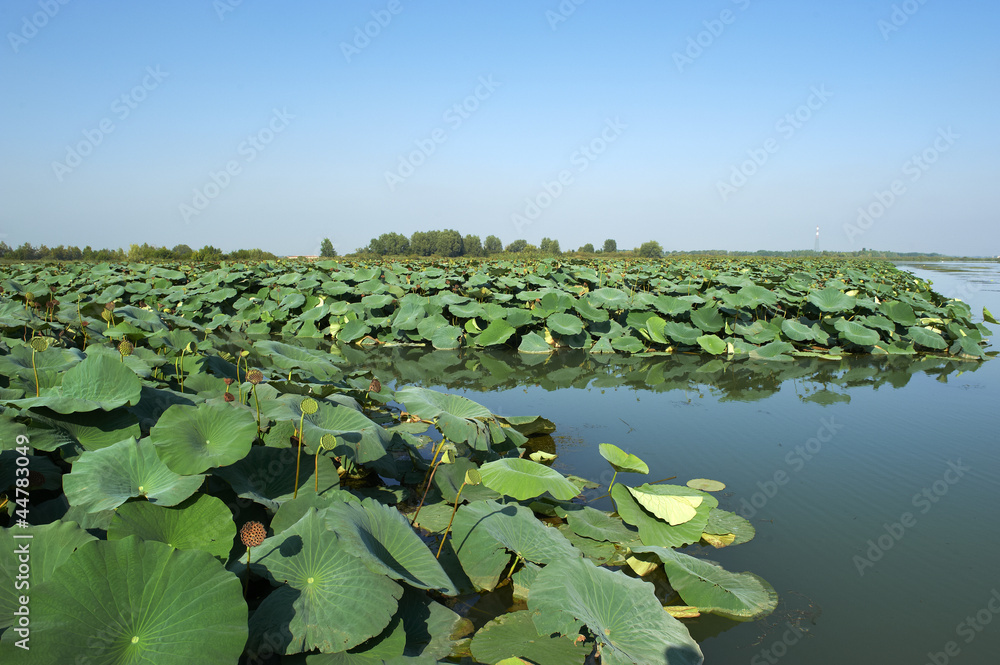 Fototapeta premium fiume micio