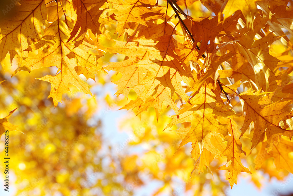 autumn leaves autumn leaves