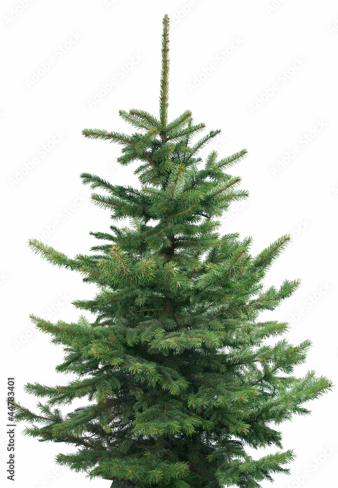 Magnificent spruce isolated Magnificent spruce isolated
