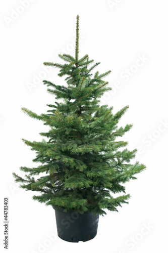 Magnificent spruce isolated
