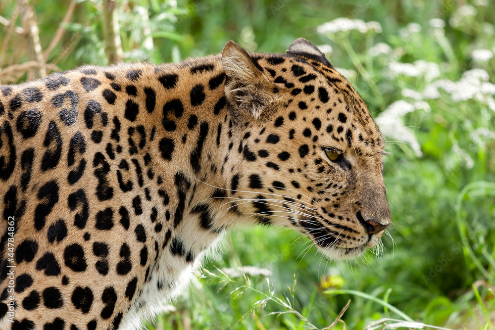 Profile Head Shot of Back Lit Amur Leopard Profile Head Shot of Back Lit Amur Leopard