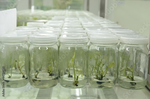 plant tissue culture