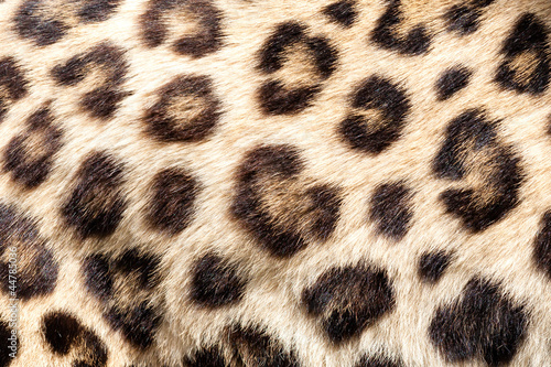 Real Live Leopard Fur Skin Texture Background