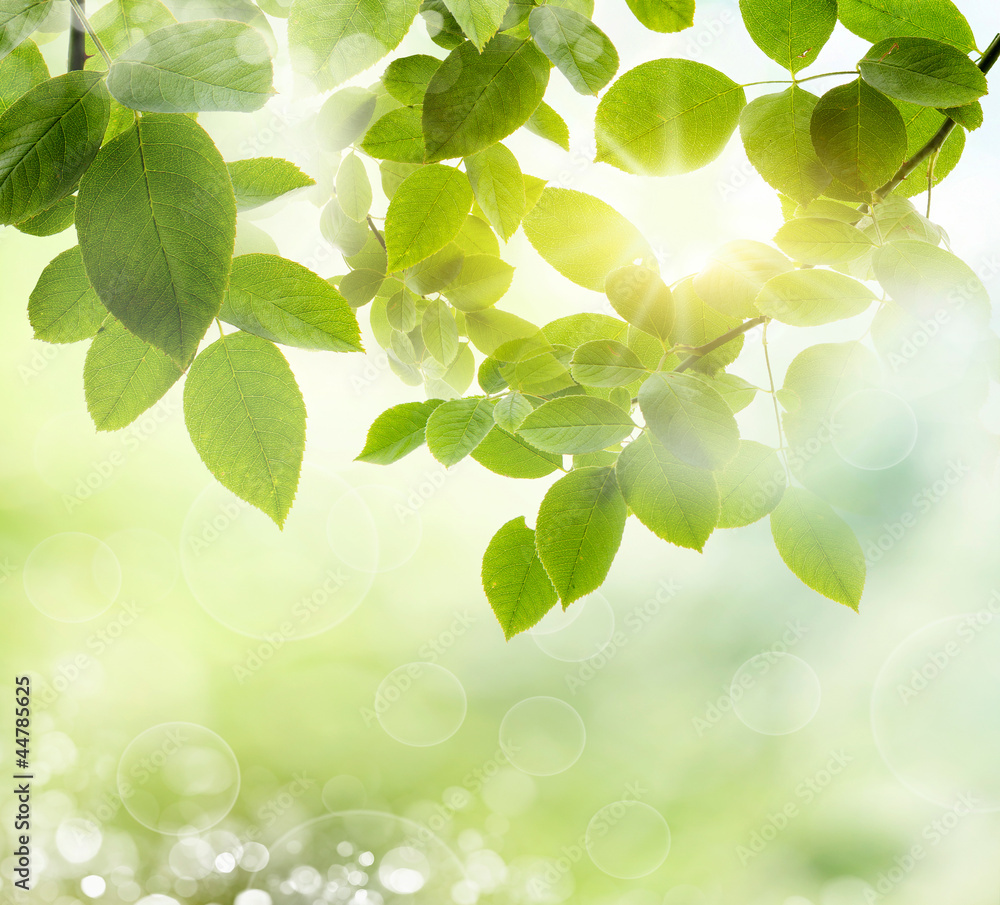 spring background spring background