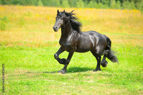 Black Friesian horse runs trot on the meadow in summer