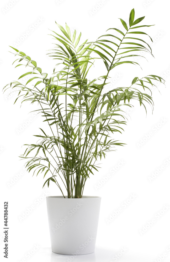 Fototapeta premium Potted Plant - Table Top Palm