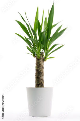 House Plant - Yucca
