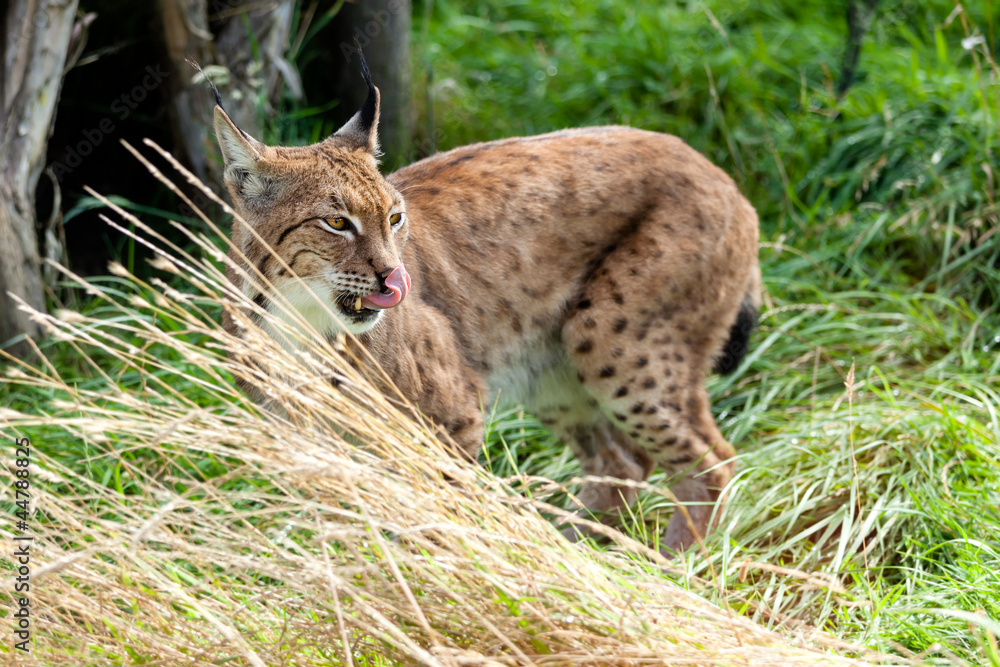 Eurasian Lynx Standing in Long Grass Licking Nose Eurasian Lynx Standing in Long Grass Licking Nose