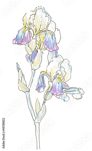 iris,vector copy of drawing in ink and pastel