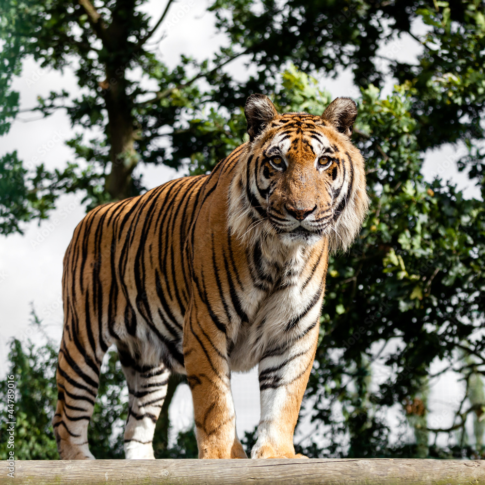 Mature Bengal Tiger Standing on Wooden Platform Mature Bengal Tiger Standing on Wooden Platform