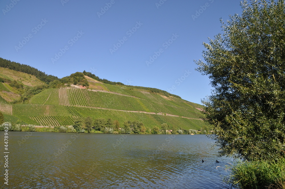 Fototapeta premium Weinberge in Longuich an der Mosel