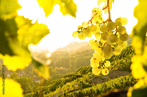 Weintrauben im Weinberg photo