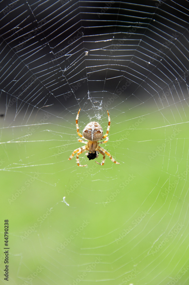 Kreuzspinne Netz Fressen Kreuzspinne Netz Fressen