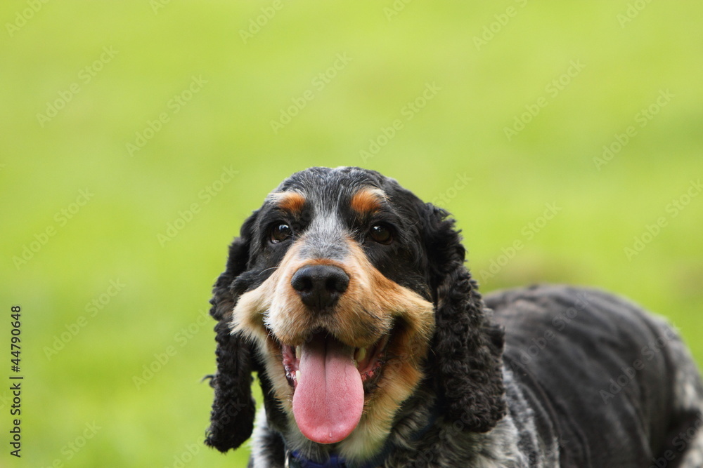 Fototapeta premium English cocker spaniel
