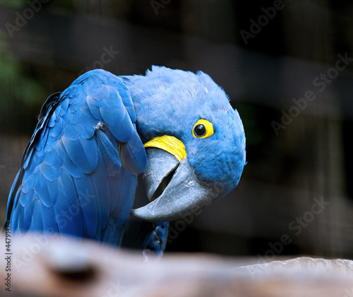 Hyacinth Macaw parrot
