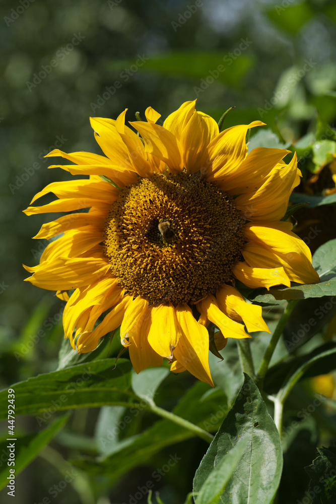 Fototapeta premium Sunflowers in garden