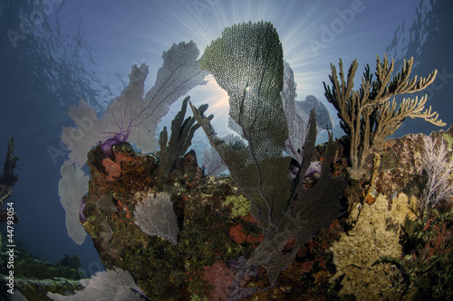 Coral Reefs of North America