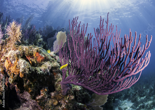Coral Reefs of North America #44793063