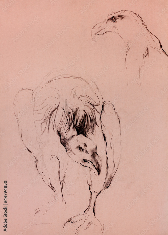 Fototapeta premium Vulture sketch